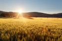 /uploads/posts/5e9c9f48d8f1d4d2f1f14dd89207cfffc0506159/thumbnails/farmland.png