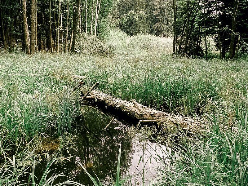 /uploads/posts/ccea1ce3e00a54961920e78fa1c2dcf0e0ca6b66/images/Mokřad.jpg